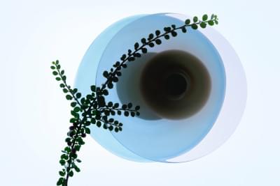 Transparences éphémères - Cotonéaster 1.jpg